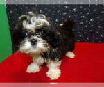 Small Photo #23 Shih Tzu Puppy For Sale in PATERSON, NJ, USA