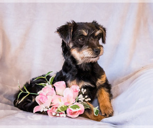 Cairn Terrier-Poo-Shi Mix Puppy for sale in WAKARUSA, IN, USA