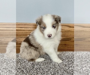 Australian Shepherd Puppy for sale in LODA, IL, USA