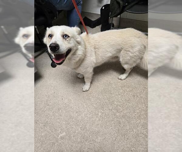 Medium Photo #1 Siberian Husky Puppy For Sale in Bakersfield, CA, USA