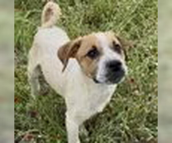 Medium Photo #1 Jack-A-Bee Puppy For Sale in Bristol, CT, USA
