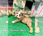 Puppy Chocolate Merle English Bulldog