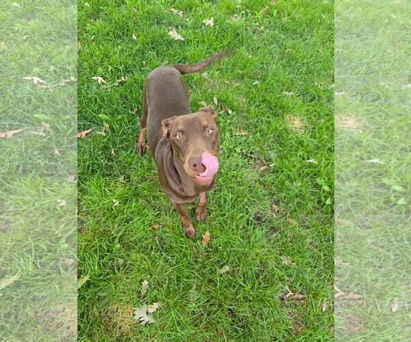 Medium Photo #8 Doberman Pinscher-Unknown Mix Puppy For Sale in Minneaoplis, MN, USA