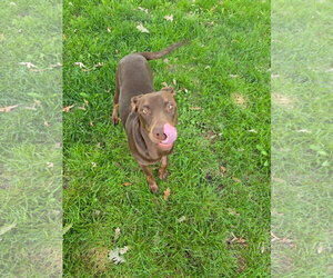Sally - Female Doberman Pinscher-Unknown Mix Dog for Adoption - Photo #8