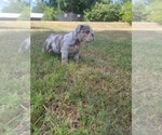 Puppy Lupita blue eye English Bulldog