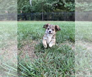 Mutt Dogs for adoption in Mooresville, NC, USA