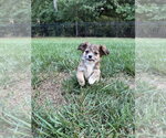 Small Mutt