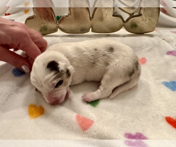 Medium Photo #9 Border Collie Puppy For Sale in MARYVILLE, TN, USA