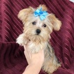 Small Photo #2 Morkie Puppy For Sale in HOUSTON, TX, USA