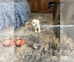 Small #3 Labrador Retriever
