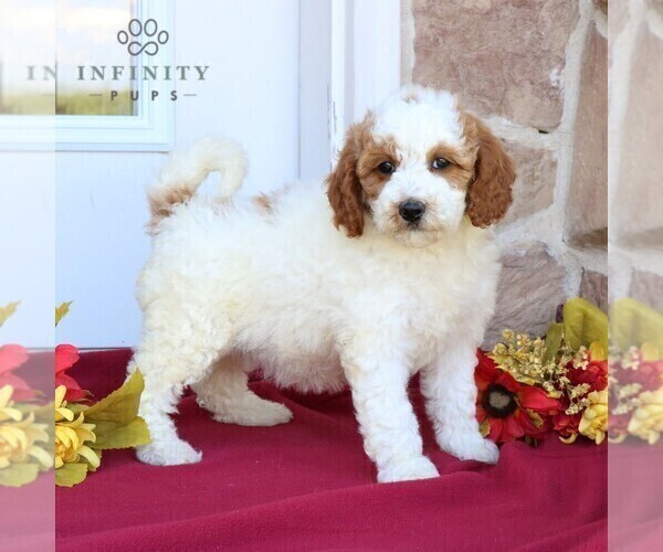 Medium Photo #3 Goldendoodle (Miniature) Puppy For Sale in GORDONVILLE, PA, USA