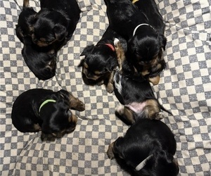 Yorkshire Terrier Litter for sale in NORMAN, OK, USA