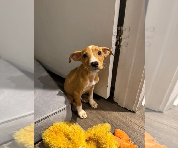 Medium Photo #3 Chihuahua-Unknown Mix Puppy For Sale in Evansville, IN, USA