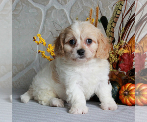 Cavachon Puppy for sale in GORDONVILLE, PA, USA