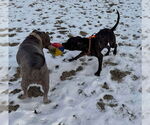 Small #7 American Pit Bull Terrier Mix