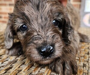 Aussiedoodle Puppy for sale in COLUMBIA, TN, USA