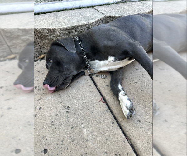 Medium Photo #2 Mutt Puppy For Sale in San Diego, CA, USA