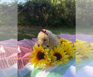 Goldendoodle Puppy for Sale in HUNTINGDON, Tennessee USA