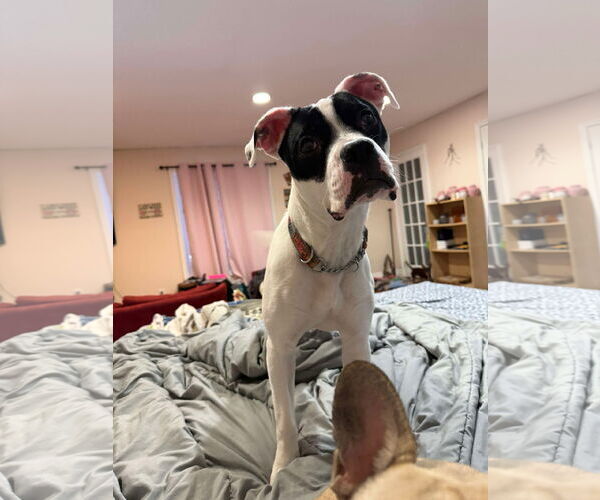 Medium Photo #4 Boxer-Unknown Mix Puppy For Sale in Oro Medonte, Ontario, Canada