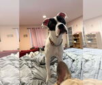 Small #3 Boxer Mix