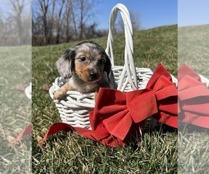 Yorkie Russell Puppy for sale in MIDDLEBURY, IN, USA