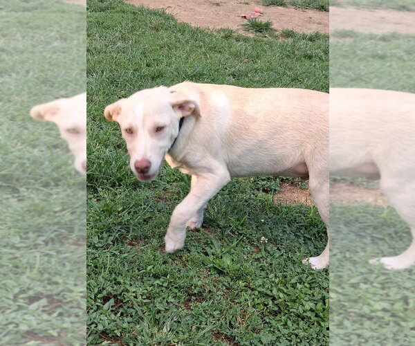 Medium Photo #3 Bulldog-Unknown Mix Puppy For Sale in Aurora, IN, USA