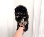 Small #2 Pomeranian