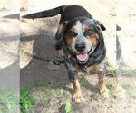 Small #1 Beagle Mix