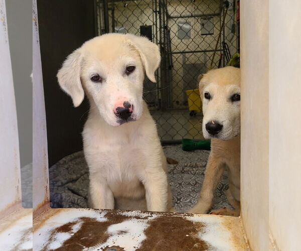 Medium Photo #4 Great Pyrenees-Unknown Mix Puppy For Sale in Hamilton, MT, USA