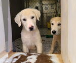 Small #3 Great Pyrenees Mix
