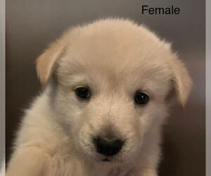 Labrenees Dogs for adoption in Pottstown, PA, USA