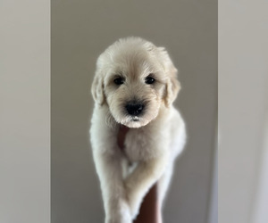Goldendoodle Puppy for sale in HOUSTON, TX, USA