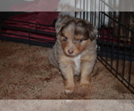 Small Photo #4 Miniature Australian Shepherd Puppy For Sale in BAILEYTON, AL, USA
