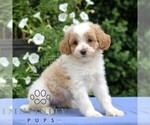 Small #3 Cavapoo