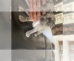 Small Photo #4 French Bulldog Puppy For Sale in EL CERRITO, CA, USA