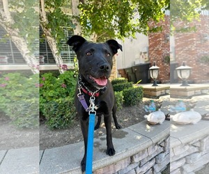Labrador Retriever-Unknown Mix Dogs for adoption in San Diego, CA, USA