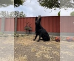 Small #32 German Shepherd Dog