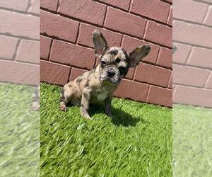 French Bulldog Puppy for sale in PHOENIX, AZ, USA