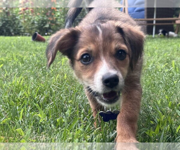 Medium Photo #9 Mutt Puppy For Sale in Oak Bluffs, MA, USA