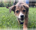 Small #8 Mutt