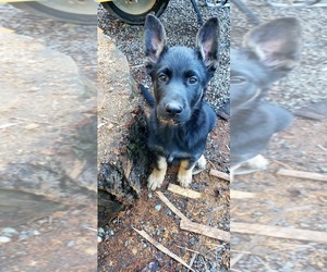 Malinois Puppy for sale in SEQUIM, WA, USA