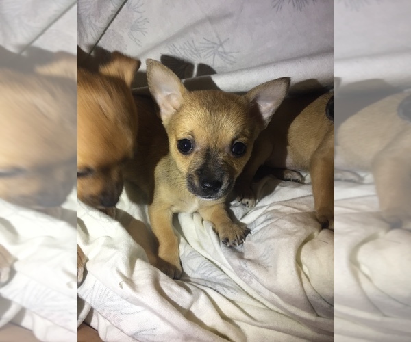 Medium Photo #1 Chihuahua Puppy For Sale in MEM, TN, USA
