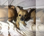 Small Photo #1 Chihuahua Puppy For Sale in MEM, TN, USA