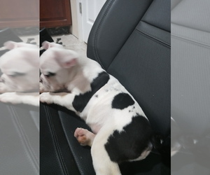 French Bulldog Puppy for sale in ADAMS CITY, CO, USA