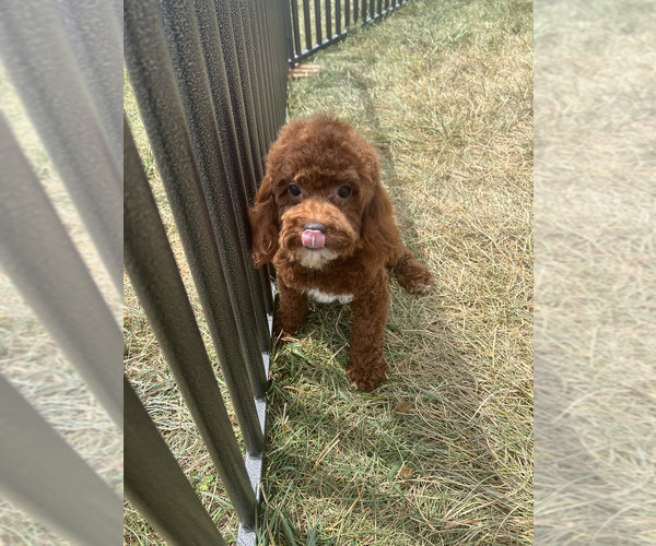 Medium Photo #8 Poodle (Miniature) Puppy For Sale in WARSAW, IN, USA