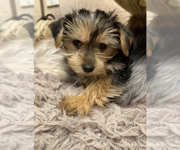 Medium Photo #1 Yorkshire Terrier Puppy For Sale in MACON, GA, USA