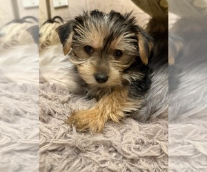 Yorkshire Terrier Puppy for sale in MACON, GA, USA