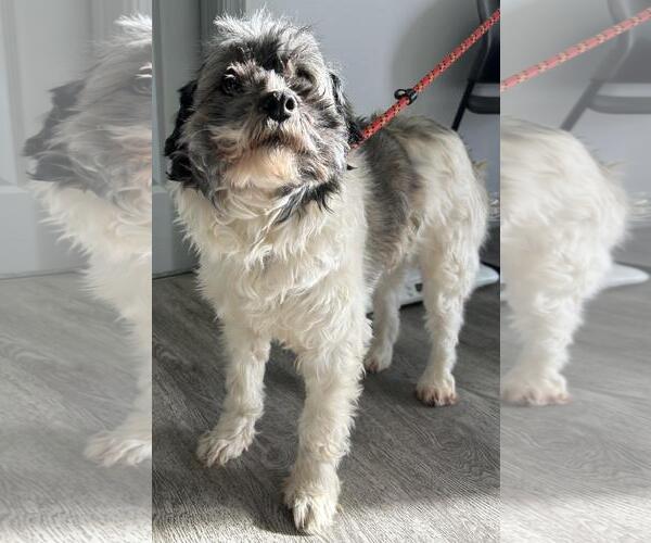 Medium Photo #3 Havanese Puppy For Sale in Westminster, MD, USA