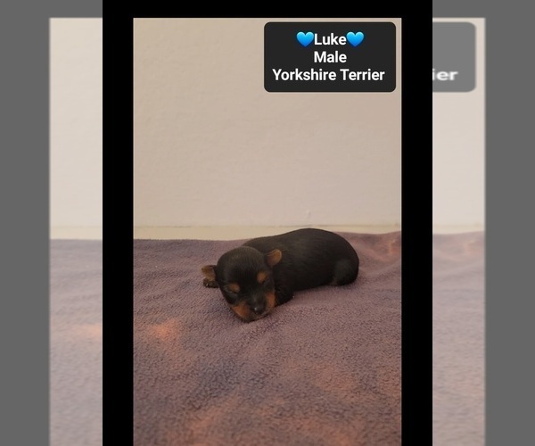 Medium Photo #3 Yorkshire Terrier Puppy For Sale in TUCSON, AZ, USA