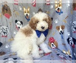 Small #2 Cavapoo